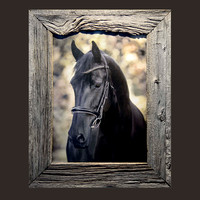 Equine/animal portrait work with custom rustic framing